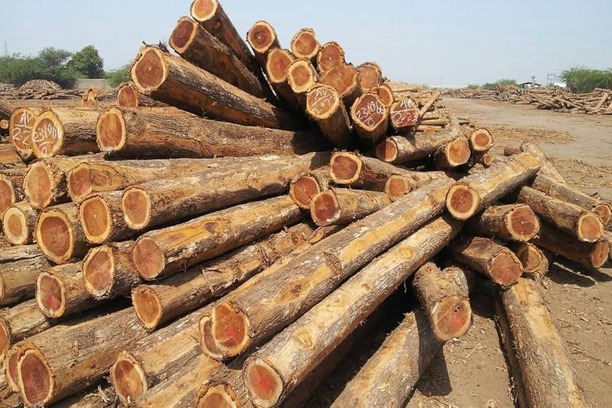 Sagwan Wood Images